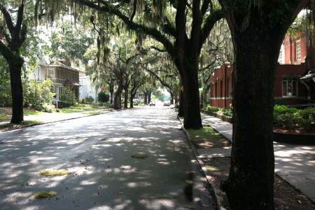 Street Trees & The Virtues of FBCs